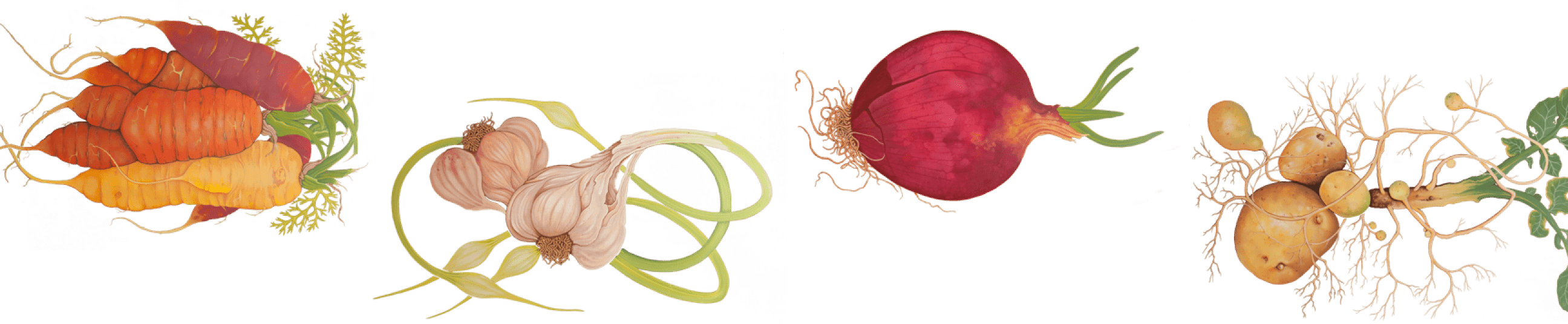 Illustrations
